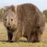 Wild Wombats-BTA