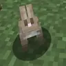 Friendly rabbits