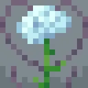 Carnation