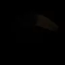 The Guest
