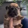 Pibble Mod