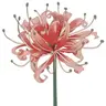 Lycoris