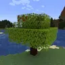 Apple Saplings