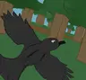 Crows and Ravens
