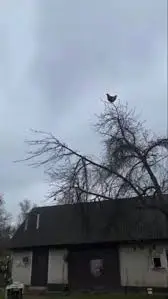 Chicken scream