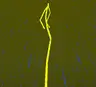 Titan Lightning Bolt
