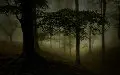 Boundless Forest