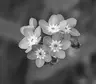 Myosotis