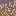 A's Apocalypses: shroom doom