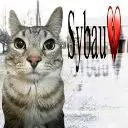 Just SYBAU