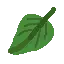 gneiss leaves