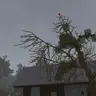 ChickenOnTree