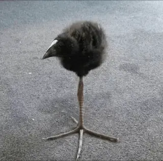 Dayum Bird