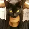 BatPack