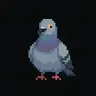 Pigeon