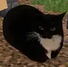 Create+ with Sinytra