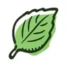 The Basil Pack