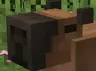 Pig to capybara