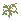 Oak Sapling