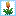 KOM'S Torchflowers