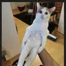 Catem of undying