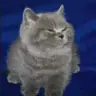 Little Grey Cat Totem