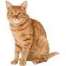 PWGood Totem