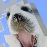 Seal Totem