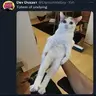 cat of (un)dying