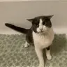 Soggy Cat Compasses and Clock