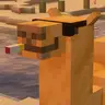 Cool Camels