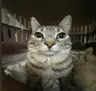 Yeallux_'s cat Totem
