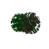 IOB Bushy leaves by Ace!