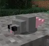 SilverRat