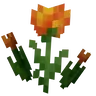 Marigold Tulips