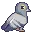 pigeon