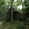 Background - Jungle
