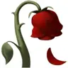 withered rose