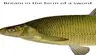 Bream in the form of a sword/Лещь виде меча