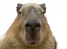 Capybara totem
