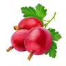 Gooseberry Totem Of Undying