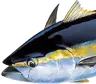 Diamond Tuna