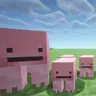 Silly Pigs