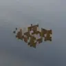 Wynn Tiny Dernic Crops