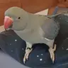 Birb totem