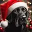 A DanNPDog Christmas