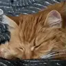 Musya The Cat