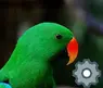 Eclectus Industries