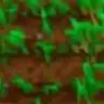 CropsSpreadNaturally