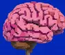 Brain powers